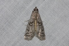 Cryptoblabes euraphella