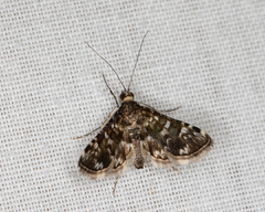 Diasemiopsis ramburialis