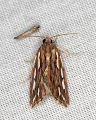 Meyrickella torquesauria