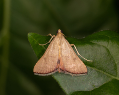 Endotricha dispergens