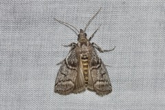 Cryptoblabes euraphella