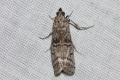 Cryptoblabes euraphella