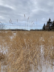 Phalaris arundinacea
