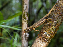 Brookesia thieli