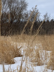 Phalaris arundinacea