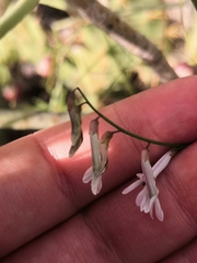 Vicia acutifolia