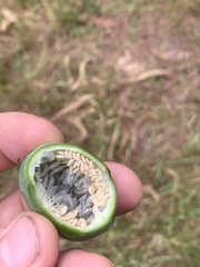 Passiflora cinnabarina