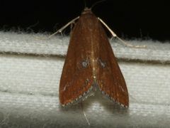 Parapoynx tullialis