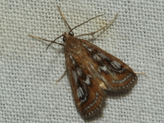 Parapoynx tullialis