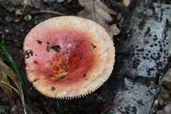 Russula amoenicolor