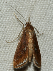Parapoynx tullialis