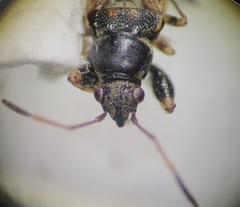 Pseudopachybrachius basalis