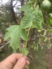 Passiflora cinnabarina