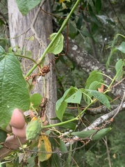 Passiflora cinnabarina
