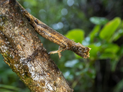 Brookesia thieli