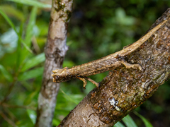 Brookesia thieli