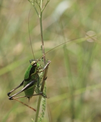 Eupholidoptera chabrieri