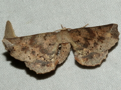 Parepisparis excusata