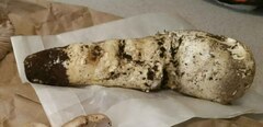 Catathelasma ventricosum