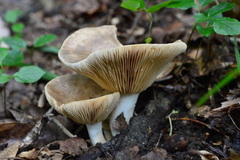 Plinthogalus