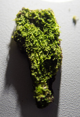 Lejeunea cavifolia