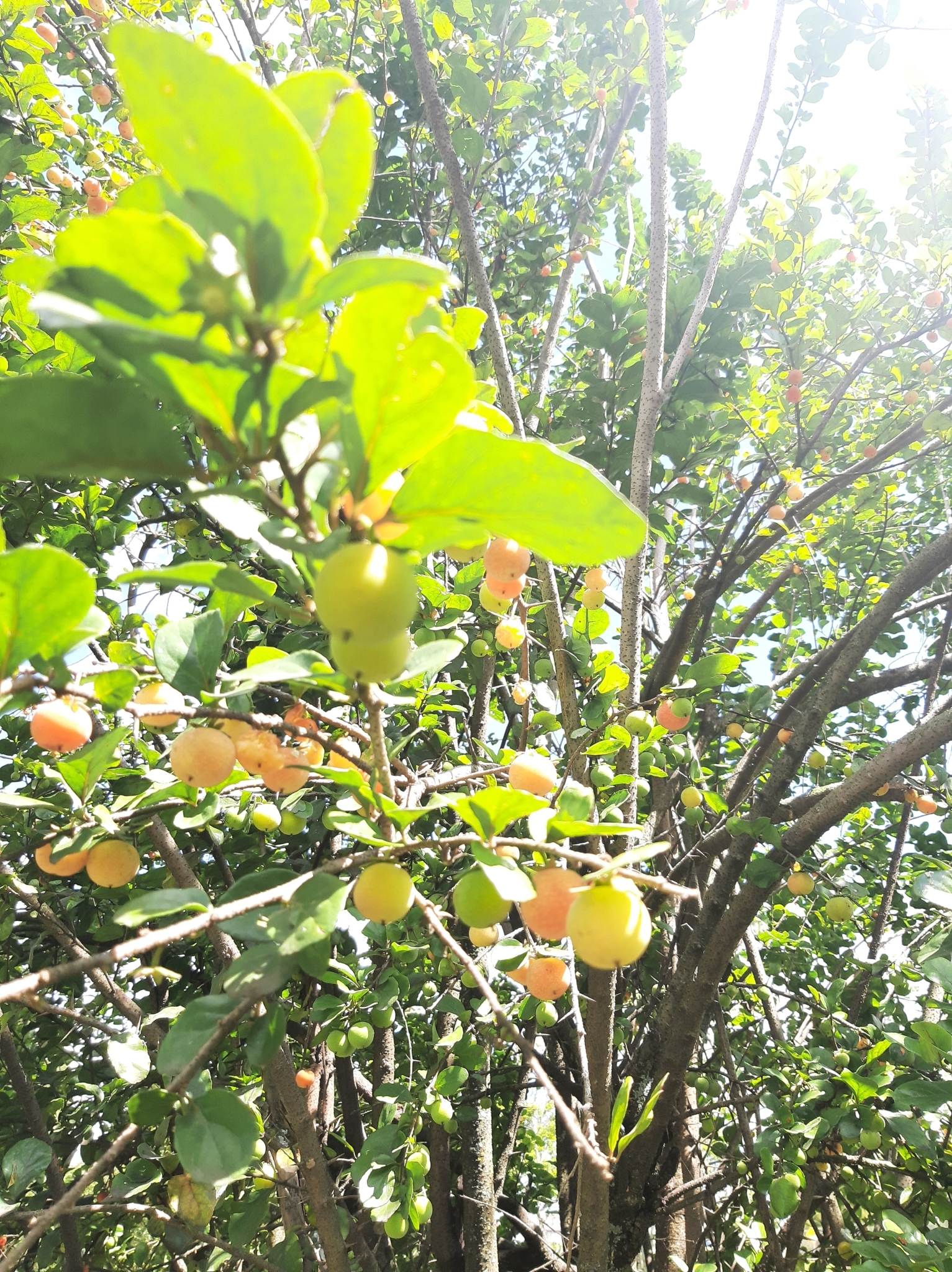 Salicaceae image