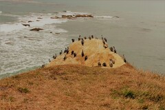 Phalacrocorax punctatus punctatus