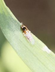 Chlorops