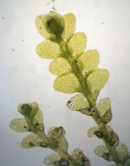 Lejeunea cavifolia