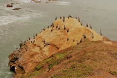 Phalacrocorax punctatus punctatus
