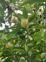 Schaueria