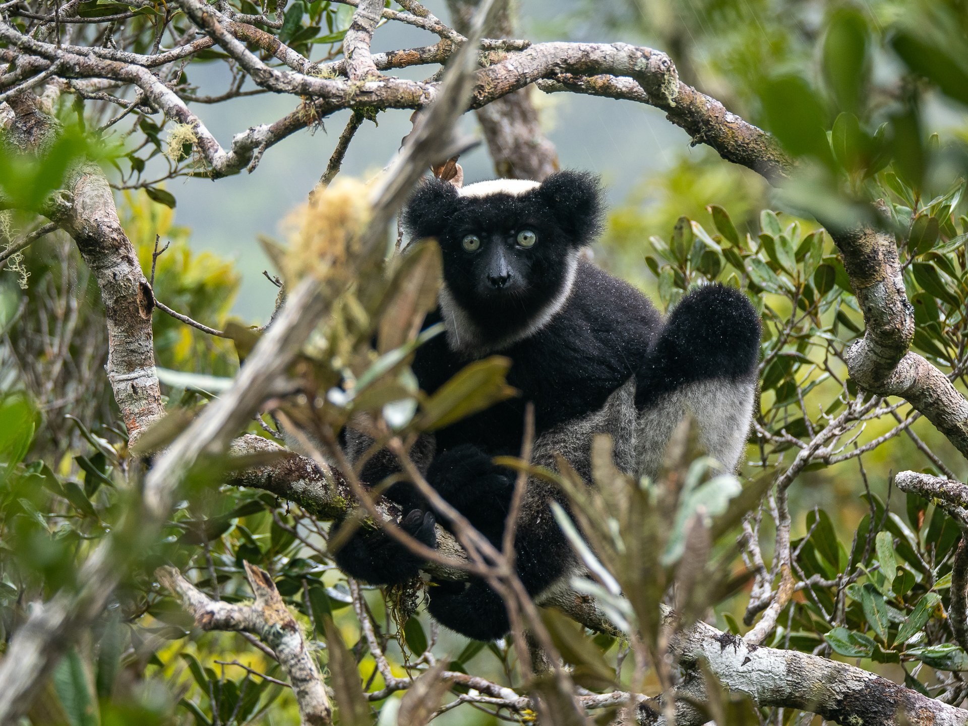 Indri indri (Gmelin, 1788)