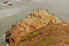 Phalacrocorax punctatus punctatus