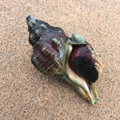 Australaria australasia