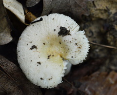Russula raoultii