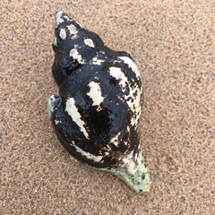 Australaria australasia