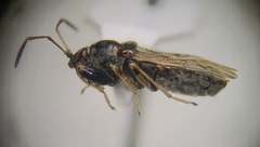 Pseudopachybrachius basalis