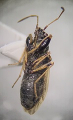 Pseudopachybrachius basalis