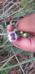 Angelonia integerrima