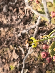 Colletes dimidiatus