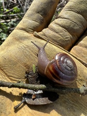 Helminthoglypta sequoicola