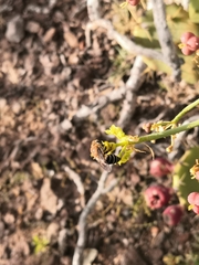 Colletes dimidiatus