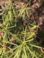 Colletes dimidiatus