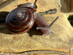 Helminthoglypta sequoicola