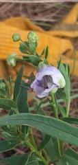 Angelonia integerrima