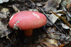 Russula lepida