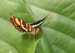 Adelpha syma