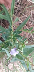 Angelonia integerrima