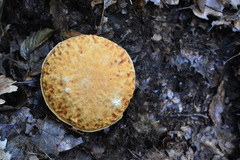 Hemileccinum depilatum
