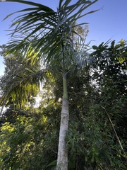 Roystonea borinquena